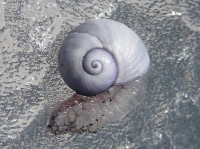 New Painkiller Derived From Sea Snail Saliva